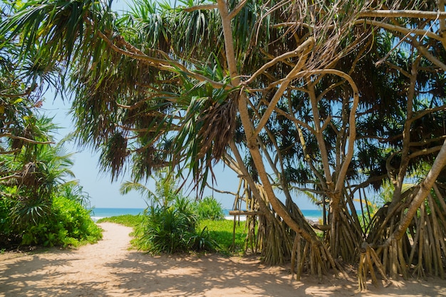 Barche nella sabbia sulla spiaggia.