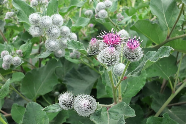 Bardana di piante medicinali. Bardana in fiore grande