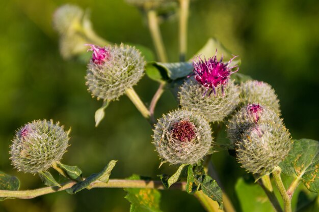 Bardana in fiore (Arctium lappa)