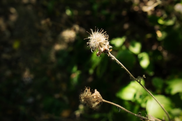 Bardana secca tra il verde alla luce del sole