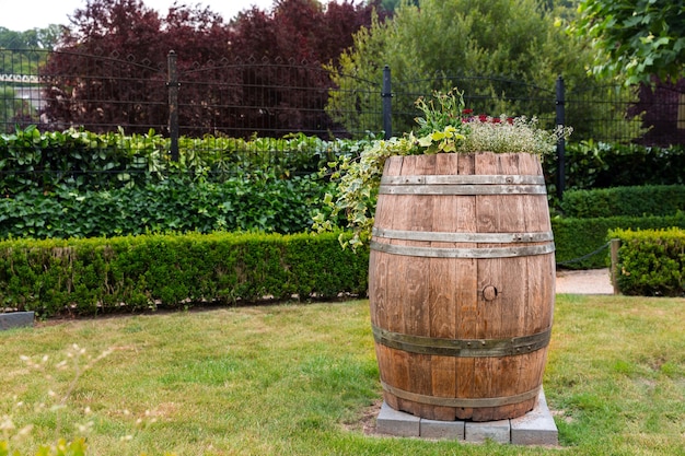 Barile di legno tra cespugli tagliati, parco estivo in Europa. Giardinaggio professionale, paesaggio verde europeo, decorazione di piante da giardino, prato accogliente