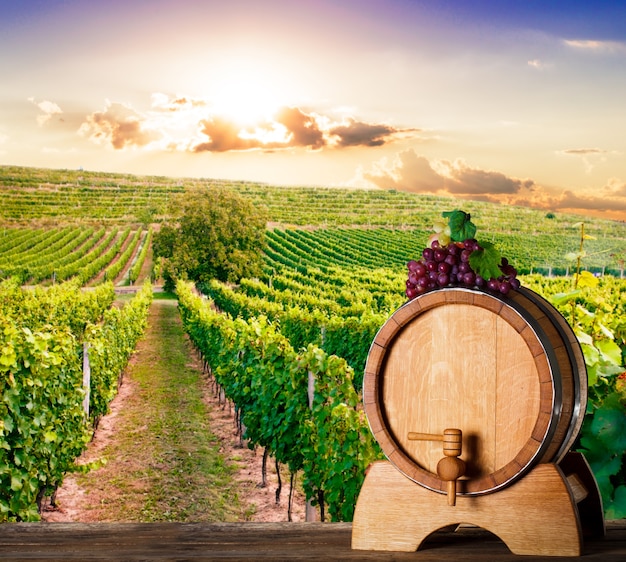 Barile di quercia su vigneti sullo sfondo. Concetto di cantina