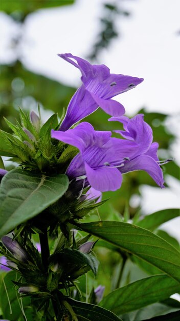 Barleria cristata conosciuta anche come violetta filippina Bluebell barleria Violetta filippina crestata