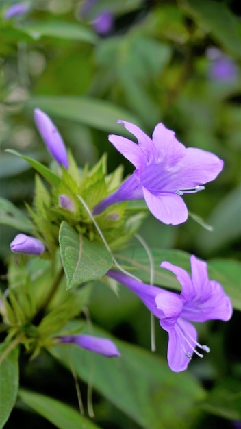 Barleria cristata conosciuta anche come violetta filippina Bluebell barleria Violetta filippina crestata