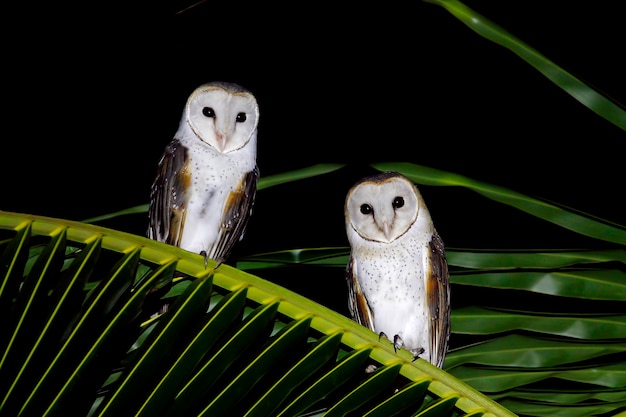 Barn Owl Tyto alba Bellissimi uccelli della Thailandia