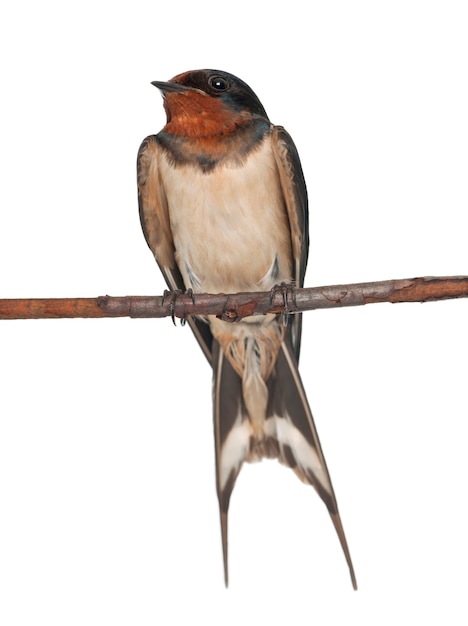 Barn Swallow, Hirundo rustica, appollaiato su uno spazio bianco