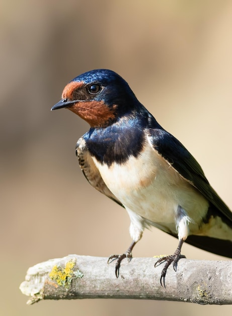 Barn swallow Hirundo rustica Un uccello seduto su un primo piano ramo