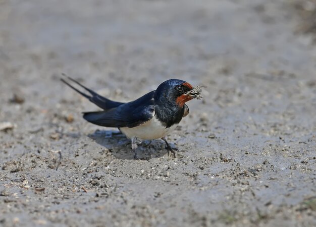 Barn Swallow raccoglie materiale da costruzione sulla riva del fiume per un futuro nido.