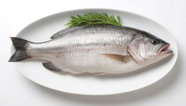 barramundi o pesce pesce in piatto isolato su sfondo bianco