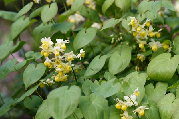 Barrenwort giallo (epimedium) fiorente nel giardino