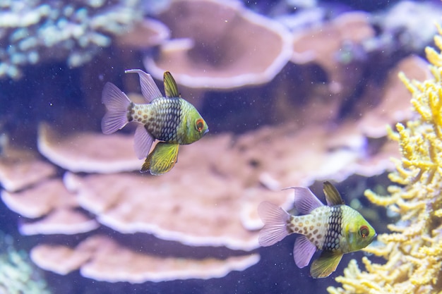 Barriera corallina colorata con pesci tropicali