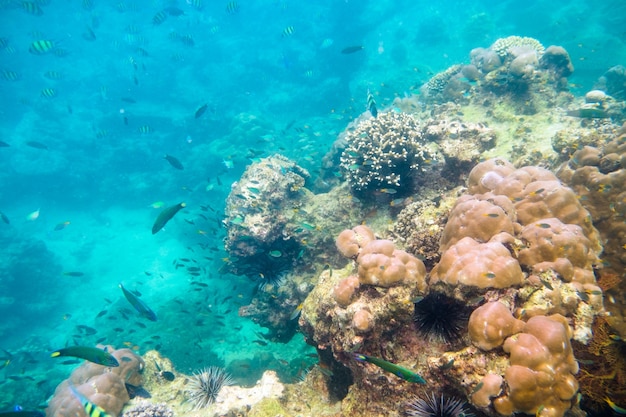 Barriera corallina con pesci di banco nell'isola di phi phi mare delle andamane