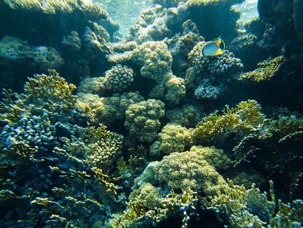 Barriera corallina del Mar Rosso. primo piano di coralli