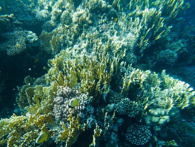 Barriera corallina del Mar Rosso. primo piano di coralli.
