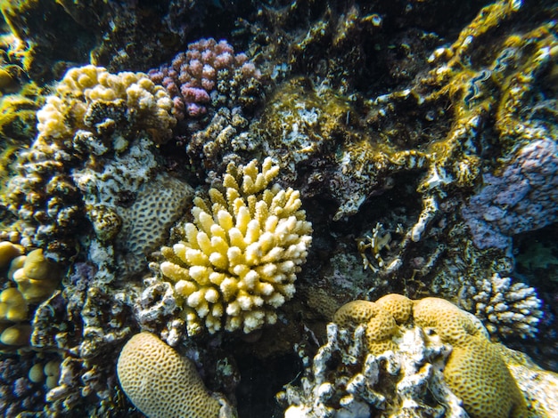 Barriera corallina del Mar Rosso. primo piano di coralli.