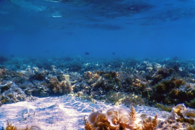 Barriera corallina del paesaggio subacqueo con alghe, fondo subacqueo blu