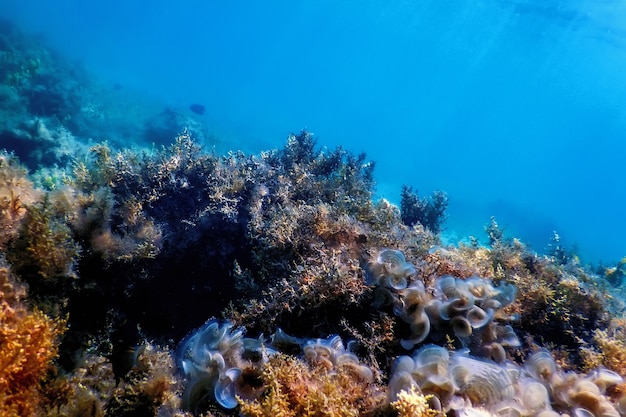 Barriera corallina del paesaggio subacqueo con alghe, fondo subacqueo blu