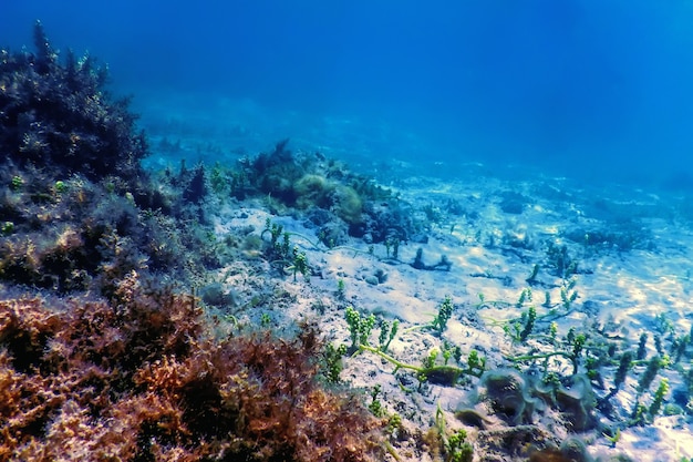 Barriera corallina del paesaggio subacqueo con alghe, fondo subacqueo blu