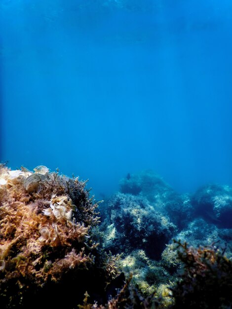 Barriera corallina del paesaggio subacqueo con alghe, fondo subacqueo blu