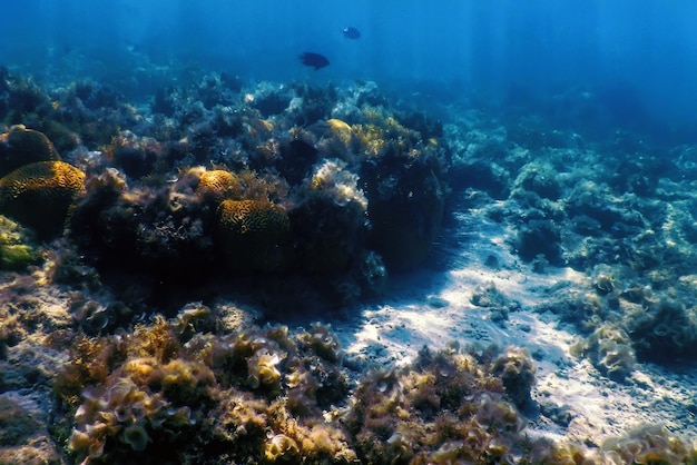 Barriera corallina del paesaggio subacqueo con alghe, fondo subacqueo blu