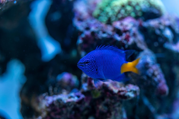 Barriera corallina dell'acquario marino