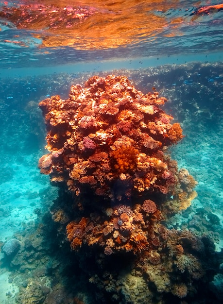 Barriera corallina in Mar Rosso...