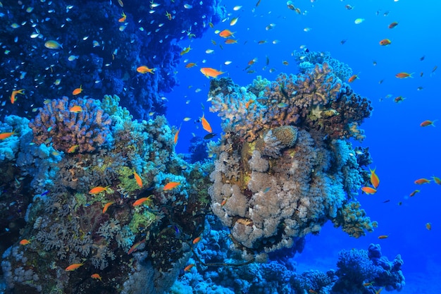 Barriera corallina nel Mar Rosso