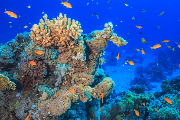 Barriera corallina nel Mar Rosso