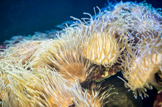 barriera corallina, pesce pagliaccio in banca di coralli nel mare