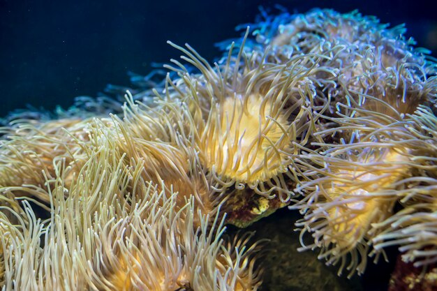 barriera corallina, pesce pagliaccio in banca di coralli nel mare