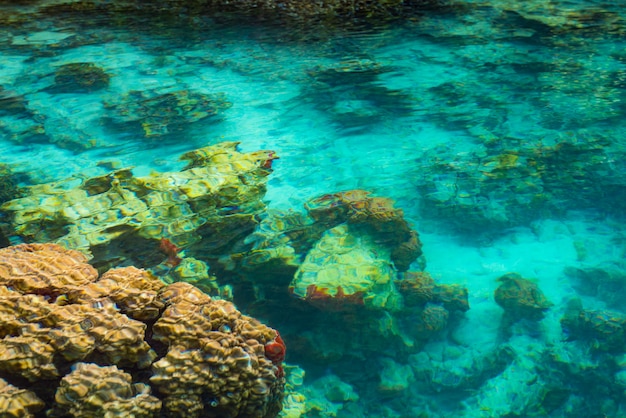 Barriera corallina poco profonda in acqua turchese trasparente