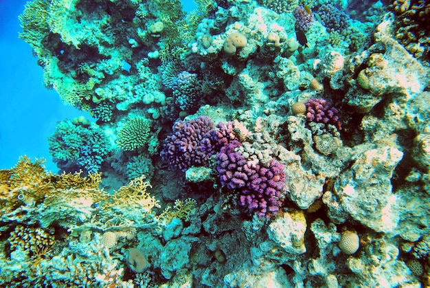 barriera corallina sott'acqua nel Mar Rosso Egitto