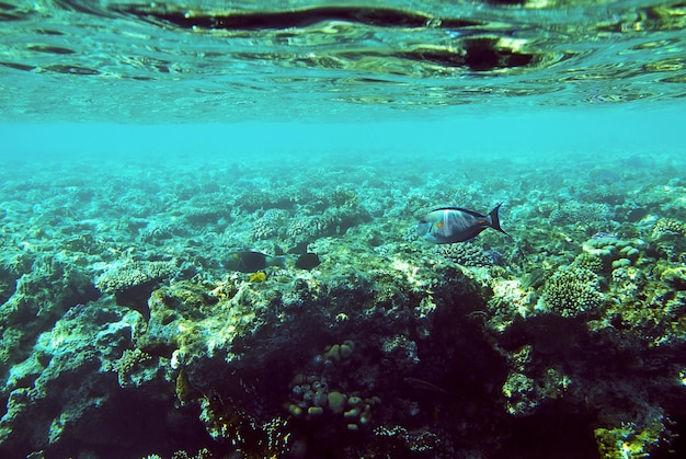 barriera corallina sott'acqua nel Mar Rosso Egitto