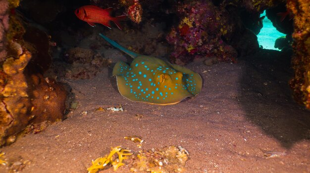 Barriera corallina, sott'acqua