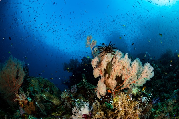 Barriera corallina sotto l'acqua cristallina