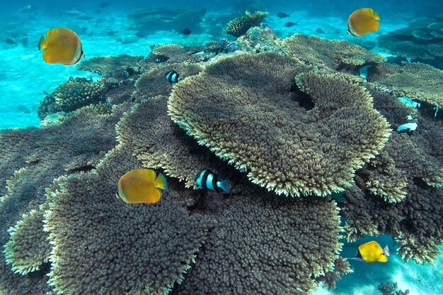 Barriera corallina South Ari Atoll Maldive