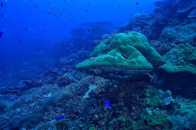 barriera corallina subacquea / laguna con coralli, paesaggio sottomarino, escursione snorkeling
