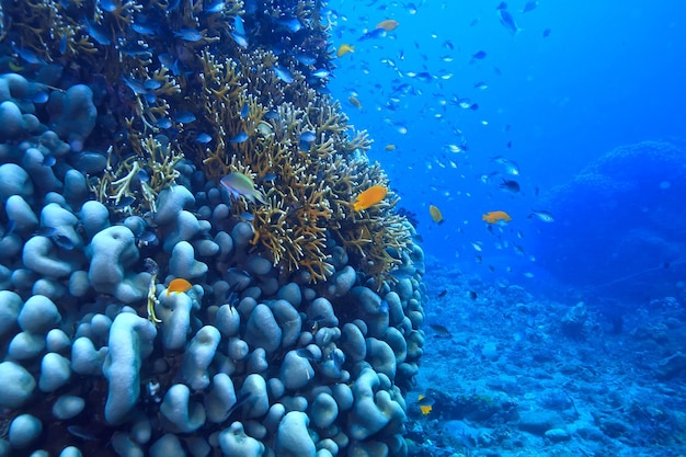 barriera corallina subacquea / laguna con coralli, paesaggio sottomarino, snorkeling