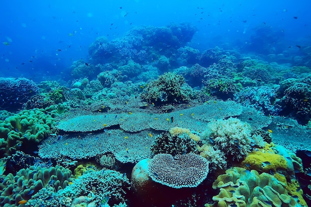 barriera corallina subacquea / laguna con coralli, paesaggio sottomarino, snorkeling