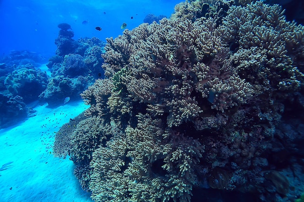 barriera corallina subacquea / laguna con coralli, paesaggio sottomarino, snorkeling