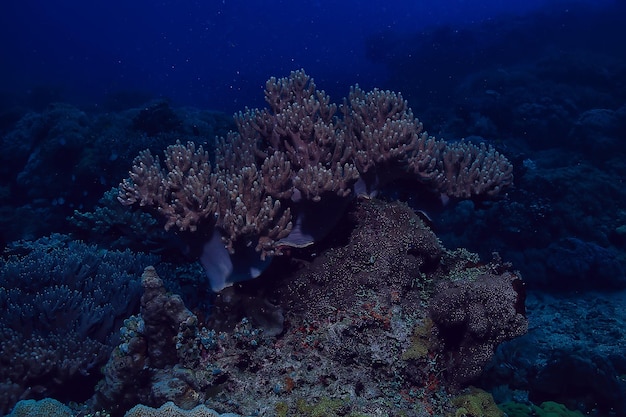 barriera corallina subacquea / laguna con coralli, paesaggio sottomarino, snorkeling