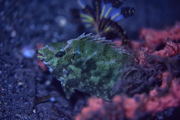 barriera corallina subacquea / laguna corallina marina, ecosistema oceanico