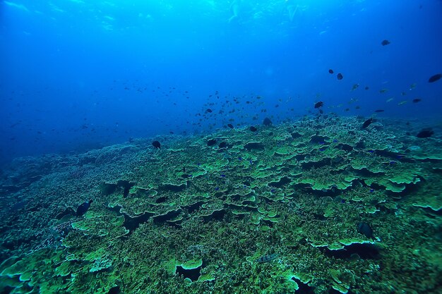 barriera corallina subacquea / laguna corallina marina, ecosistema oceanico