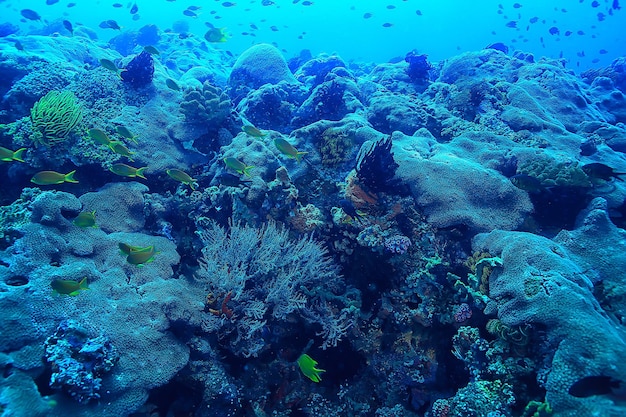 barriera corallina subacquea / laguna corallina marina, ecosistema oceanico