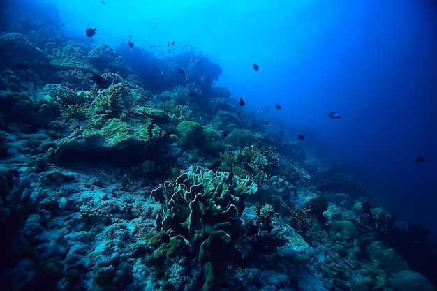 barriera corallina subacquea / laguna corallina marina, ecosistema oceanico