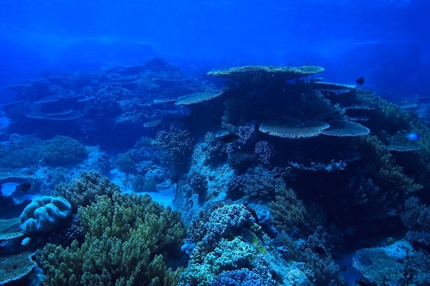 barriera corallina subacquea / laguna corallina marina, ecosistema oceanico