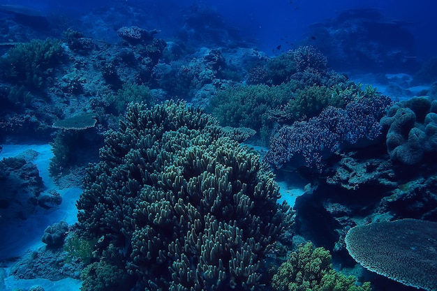 barriera corallina subacquea / laguna corallina marina, ecosistema oceanico