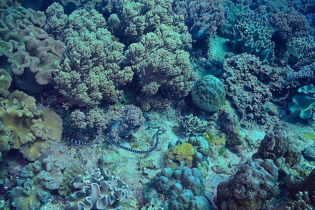 barriera corallina subacquea / laguna corallina marina, ecosistema oceanico