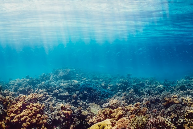 Barriera corallina subacquea sul Mar Rosso