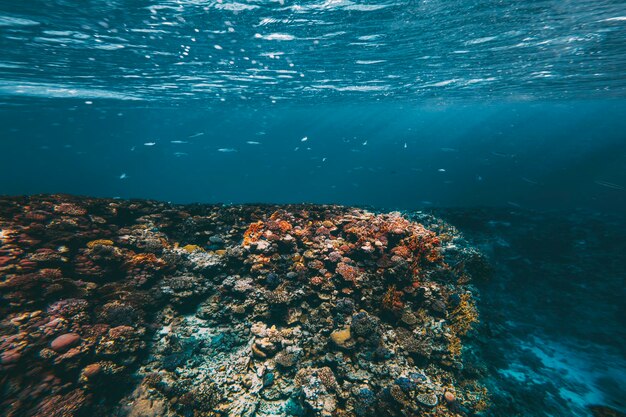 Barriera corallina subacquea sul Mar Rosso